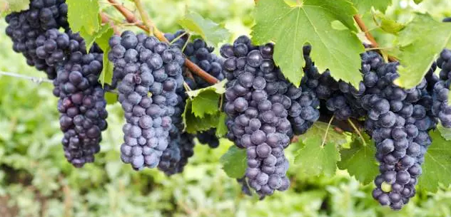 Nebbiolo: The King of Piedmont